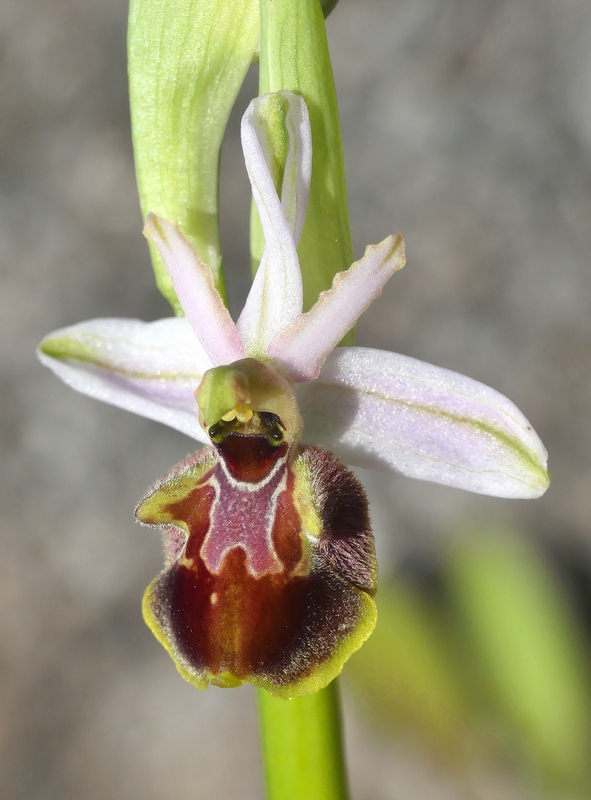 Ophrys montis-leonis sulla costa tirrenica laziale e sugli Aurunci  marzo 2024